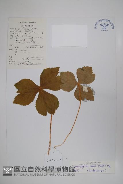 桃兒七藏品圖，第1張