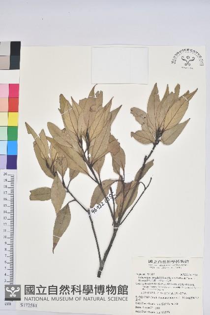 杏葉石櫟、校栗、校櫟藏品圖，第1張