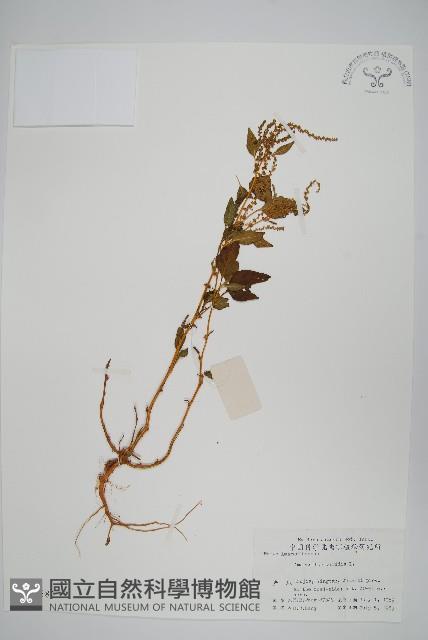 野莧菜藏品圖，第1張