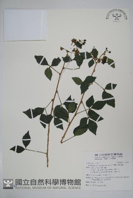 三葉五加藏品圖，第1張