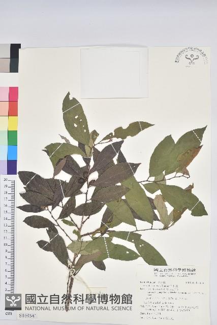 刺杜密藏品圖，第1張