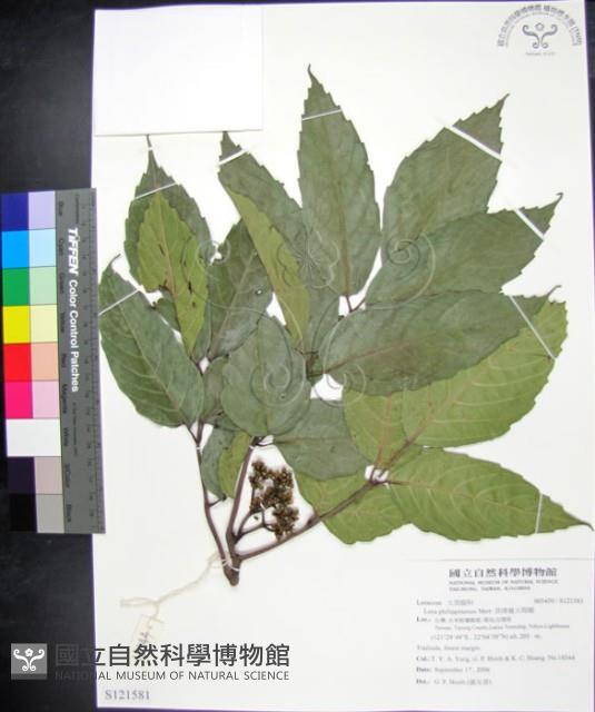 菲律賓火筒樹藏品圖，第1張