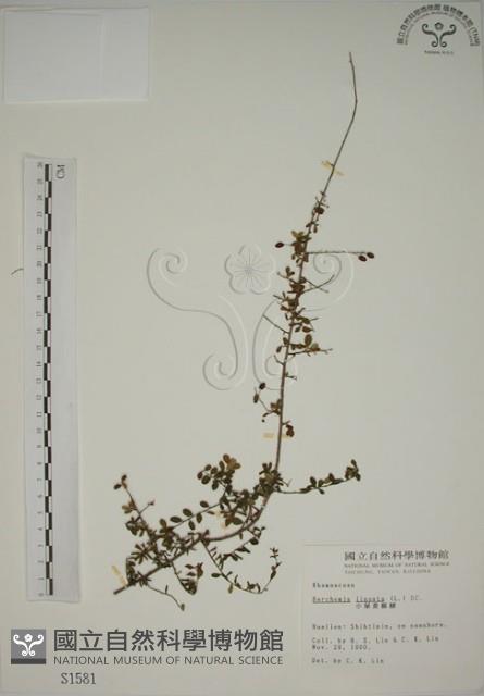 小葉黃鱔藤藏品圖，第1張