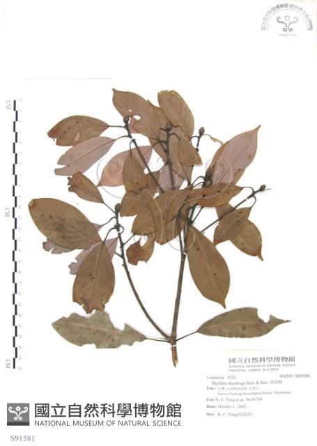 豬腳楠藏品圖，第1張