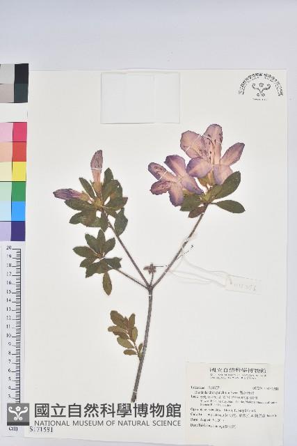 豔紫杜鵑藏品圖，第1張