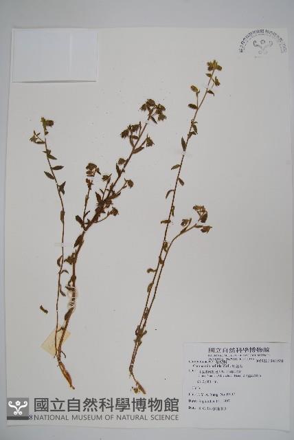 風鈴草藏品圖，第1張