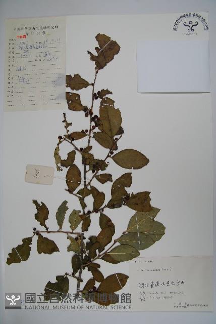 朱紅水木藏品圖，第1張