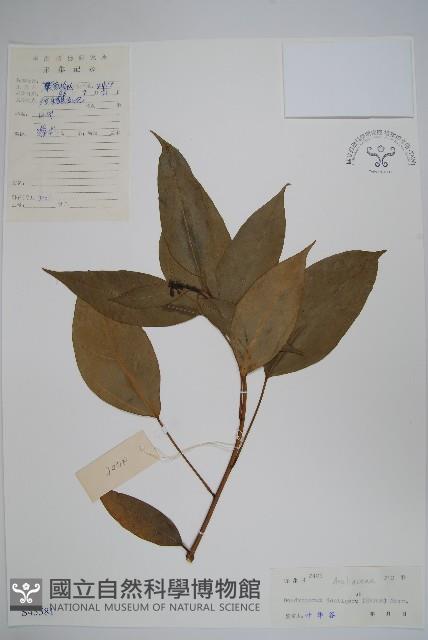 臺灣樹參藏品圖，第1張