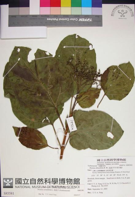 臭娘子藏品圖，第1張