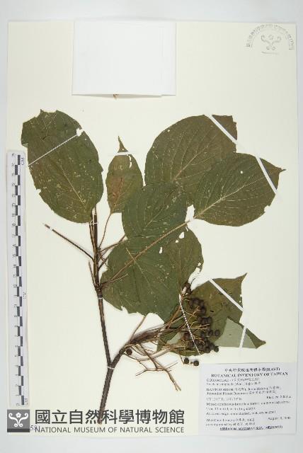 梜木藏品圖，第1張