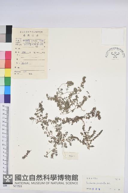 伏生大戢藏品圖，第1張