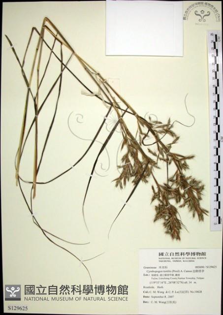 扭鞘香茅藏品圖，第1張