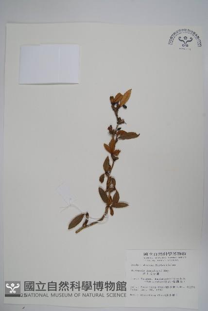 臺灣小蘗藏品圖，第1張