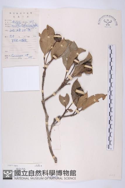 尖葉四照花藏品圖，第1張