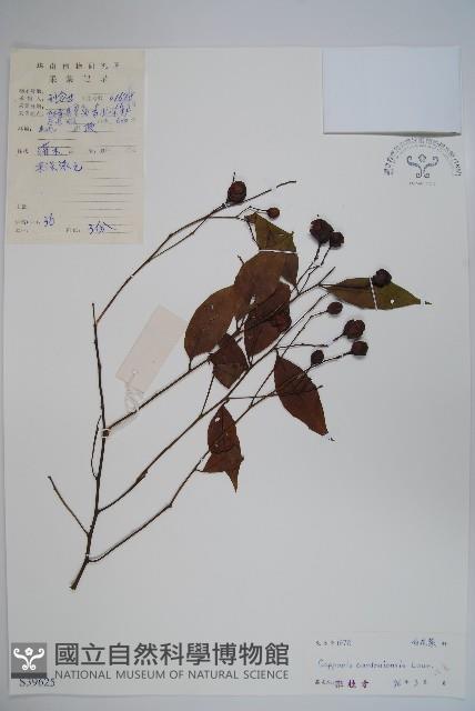 廣州山柑藏品圖，第1張