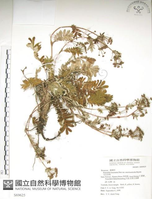 玉山金梅藏品圖，第1張