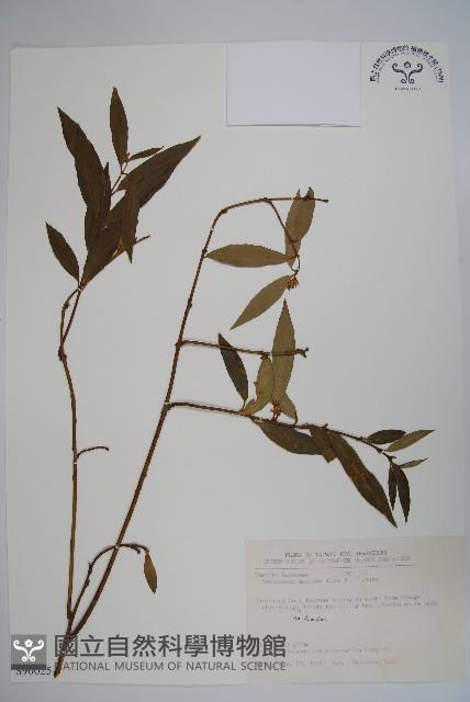 柳狀野扇花藏品圖，第1張