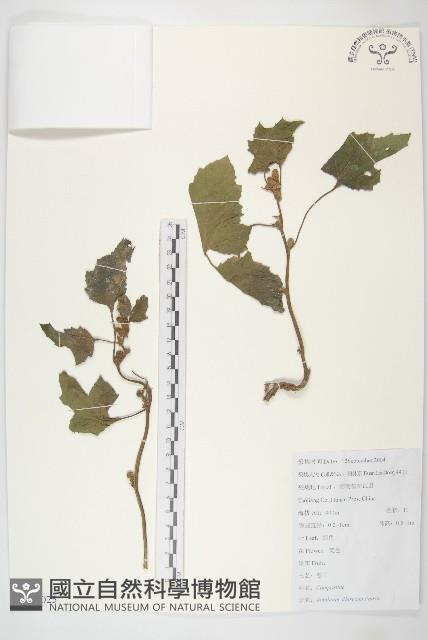 蒼耳藏品圖，第1張