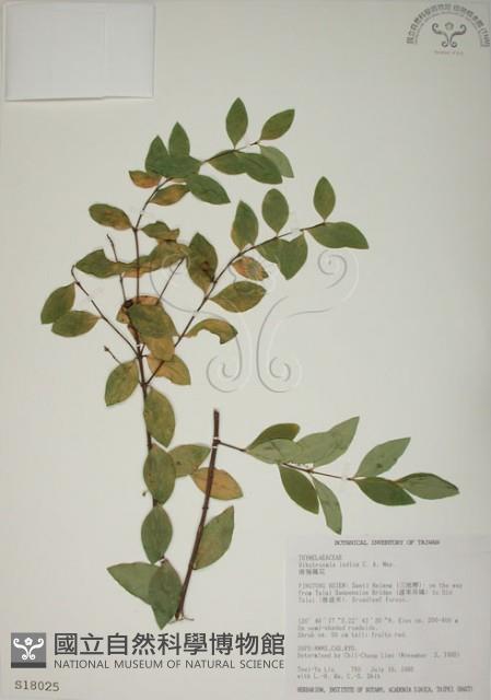 南嶺蕘花藏品圖，第1張