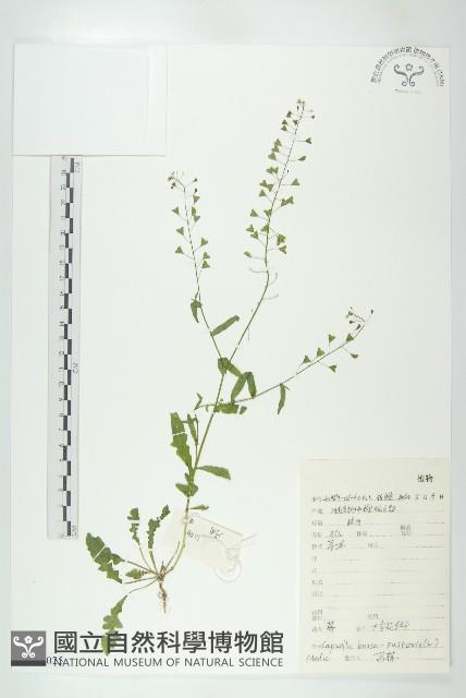 薺藏品圖，第1張