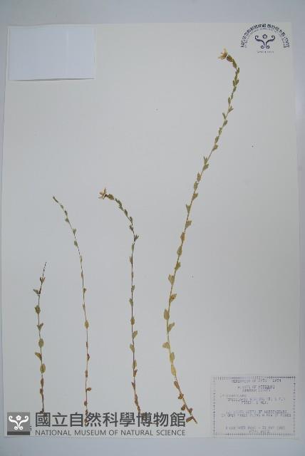 登錄號:S080725藏品圖，第1張