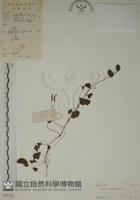 酢漿草藏品圖，第1張