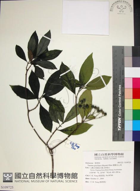 薄葉玉心花藏品圖，第1張