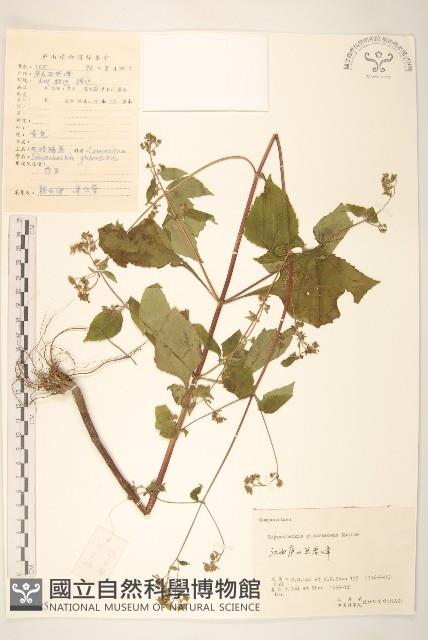 毛梗豨薟藏品圖，第1張