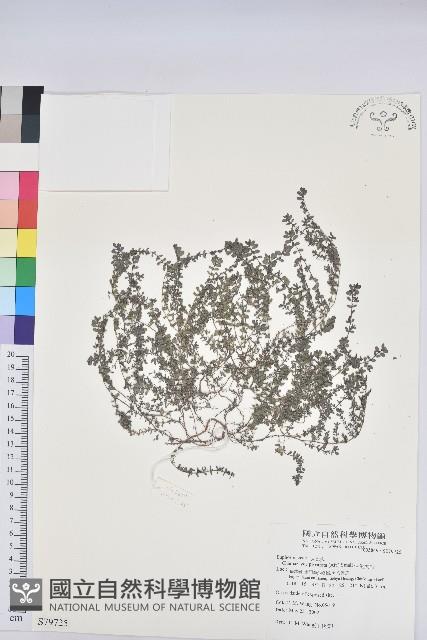 伏生大戟藏品圖，第1張