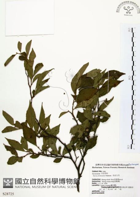 烏皮九芎、奮起湖野茉莉藏品圖，第1張