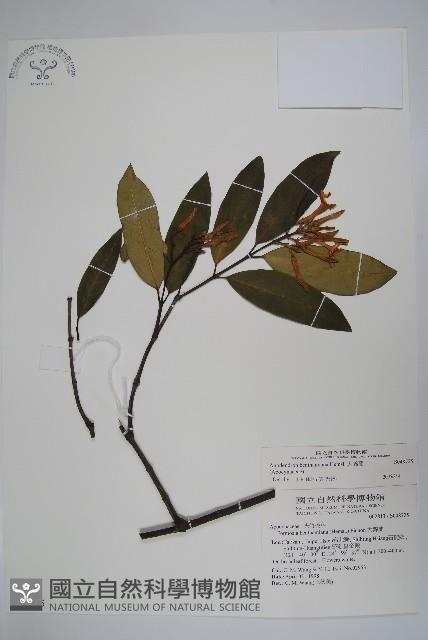 大錦蘭藏品圖，第1張