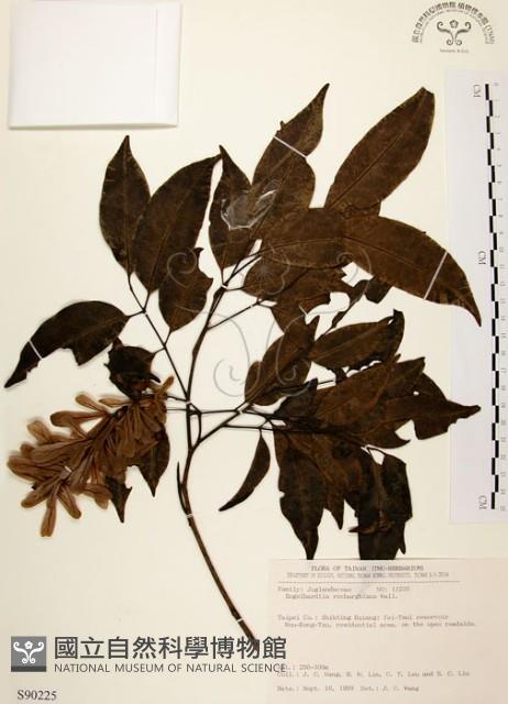 黃杞藏品圖，第1張