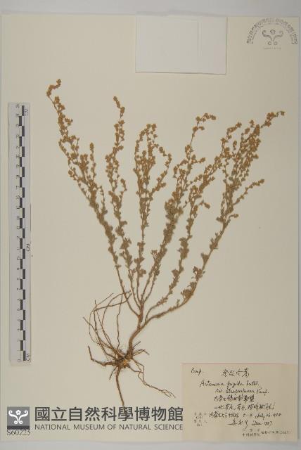 黑紫冷蒿藏品圖，第1張