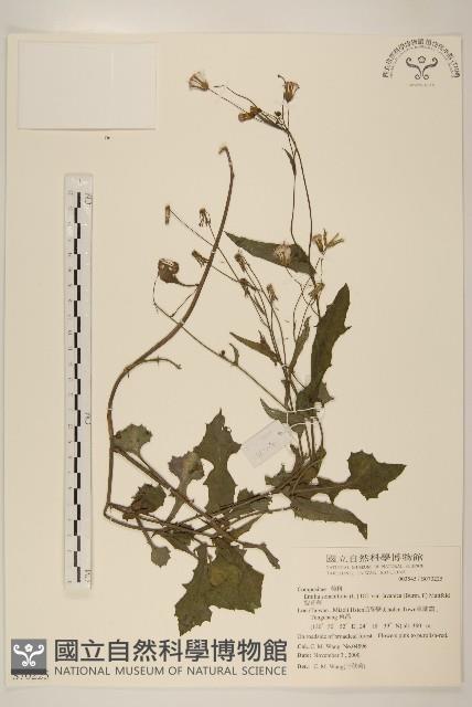 紫背草藏品圖，第1張