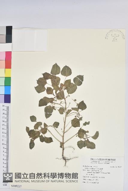 印度鐵莧藏品圖，第1張