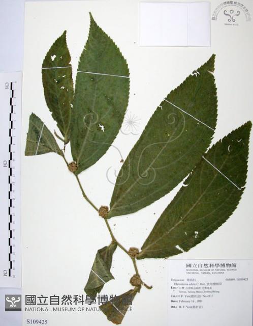 食用樓梯草藏品圖，第1張