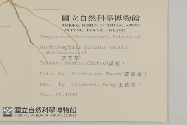 茯苓菜藏品圖，第1張