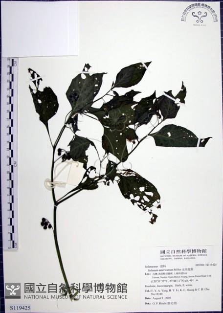 光果龍葵藏品圖，第1張