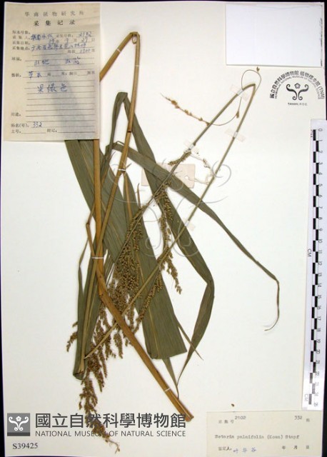 棕葉狗尾草藏品圖，第1張
