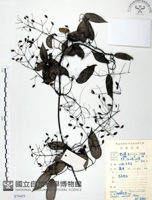 柱果鐵線蓮藏品圖，第1張