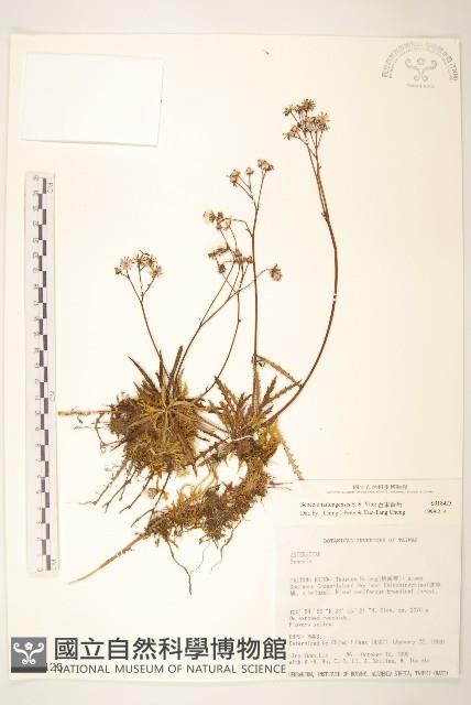 台東黃菀藏品圖，第1張