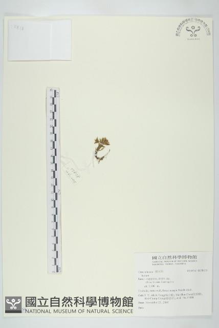 登錄號:S138425藏品圖，第1張