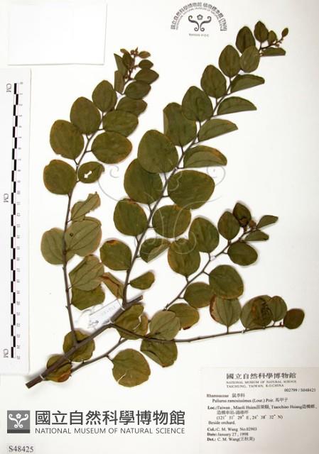 馬甲子藏品圖，第1張