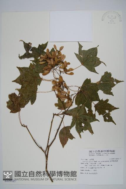 臺灣掌葉槭藏品圖，第1張