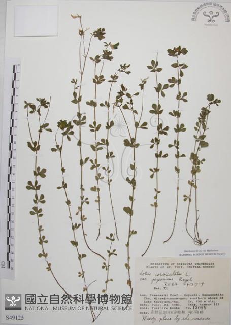 百脈根藏品圖，第1張