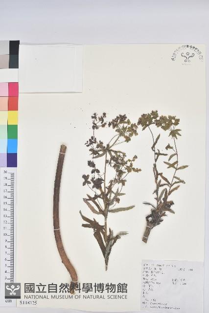 大戟藏品圖，第1張