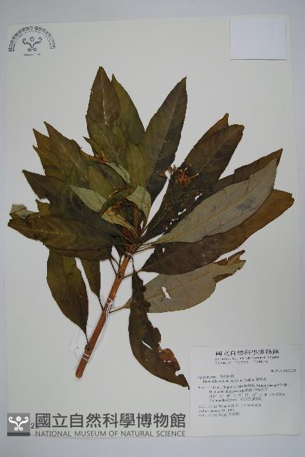 蘿芙木藏品圖，第1張