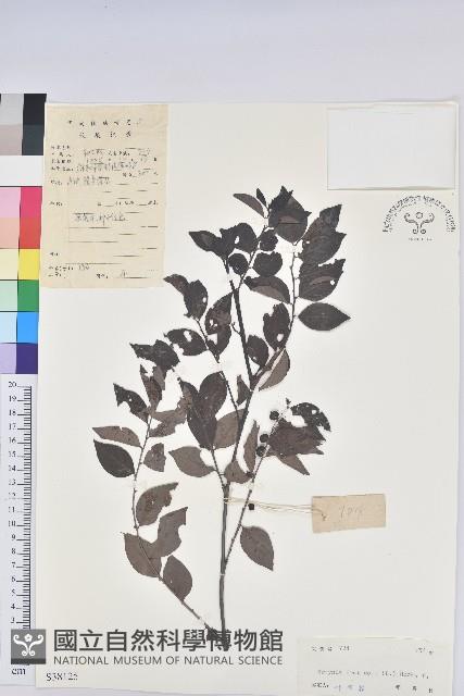 黑面神藏品圖，第1張