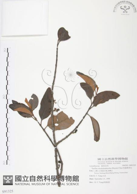 杜鵑桑寄生藏品圖，第1張