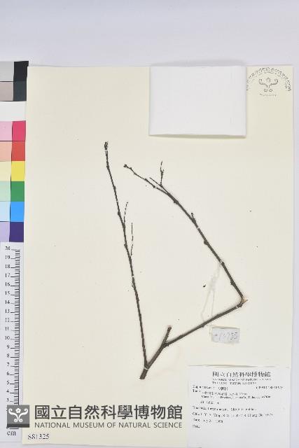 登錄號:S081325藏品圖，第1張